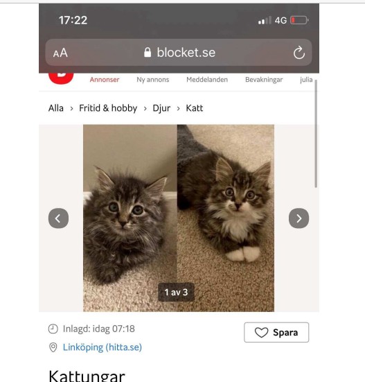 I ett inlägg på Blocket beskrivs katterna som busiga och längtandes efter ett nytt hem och "egna betjänter".