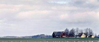 Nu samlas tranorna utanför Vadstena