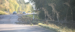 Fallna träd skapar problem i trafiken på väg 55