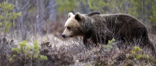 Ännu en björnattack – ung man svårt skadad