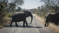 Turist dödad av elefant i Sydafrika