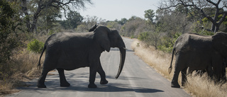 Turist dödad av elefant i Sydafrika