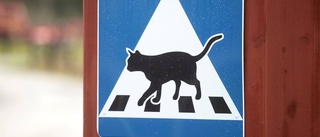 Frispringande katt vållade trafikolycka