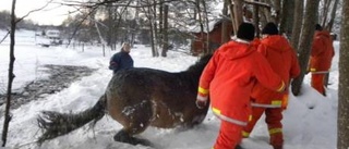 Hästdrama i Hummelstad