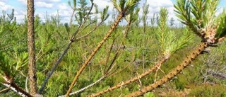 Tallstekeln härjar i skogarna