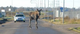 Älgjakt med polisbil