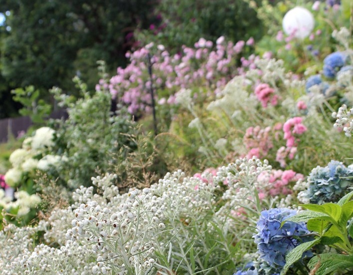 Hortensia är en av Majas favoriter. Här tillsammans med ulleternell, i bakgrunden höstanemon och fjärilsbuddleja.