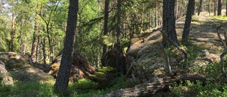 Nytt naturreservat ska locka besökare