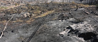 På tur genom brandhärjade skogen