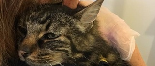 Tatuerad katt inlämnad hos polisen