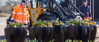 Nu gör vårblommorna entré igen