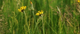 Därför tillåts gräsmattorna blomma