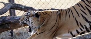 Dags för tigerjakt i Motala