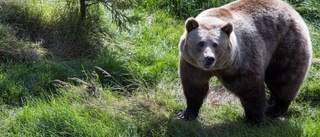 Uppgifter om björn norr om Motala