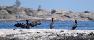 Birdlife vill minska jakten på skarven