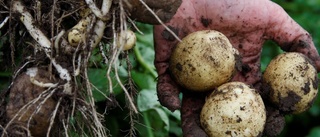 Så odlas midsommarens potatis