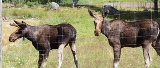 Det dröjer innan älgparken öppnar