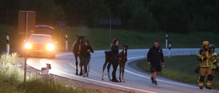 Hästar sparkade upp dörren – tog sig ur släpet på E4