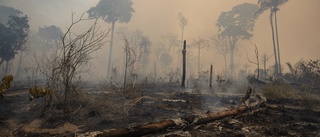 Skenande skövling av Brasiliens Atlantskog