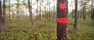 TOPP 30: De äger mest skog på Gotland