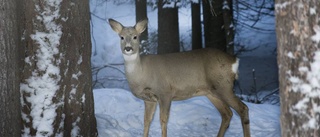 Se: Här kallar hon på rådjursflocken