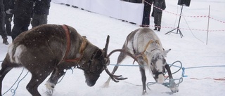 Snöyra, ivriga härkar och rivstart