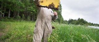 Så kan du motverka insektsdöden