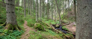 Död ved ska ge liv i nybildat naturreservat