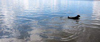 Inget brott bada hund på allmän badstrand