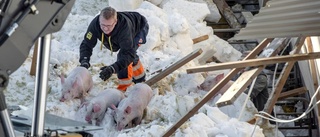 Takras på grisfarm i Lillpite