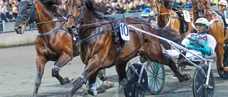 Elitlopps- tvåan till Bodentravet