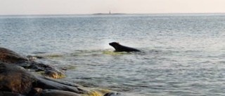 Sälungen som tog en tur - till Gotland