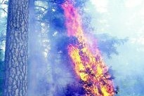 Holmen tände på - då såg brandkåren bara på