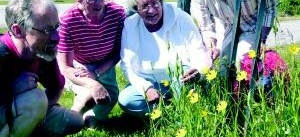 På vandring efter vilda blommor