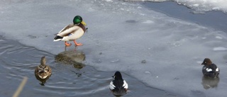 Utökat förbud mot blyhagel