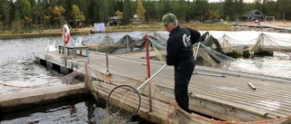 ”Sälen har börjat stressa ihjäl fisken”