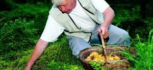 Sven-Erik har redan 
skördefest i skogen