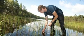 Illegala utsättningar hotar flodkräftorna