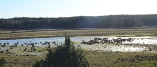 Lyckad skådarkväll vid Uknö