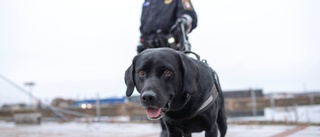 Haparandahund gör sniffsuccé