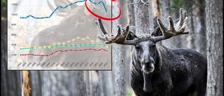 Så många färre älgar sköts under älgjakten • Experten: "Har sjunkit ihop och går neråt"
