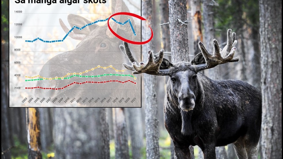 Älgavskjutningen blir den lägsta sedan 2009 i Norrbottens län och rasade med över 2 000 djur.