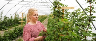 Tunnelvis med hallon hos Maria i Kulla