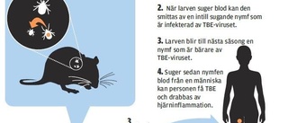 Nytt test hjälp i kampen mot TBE