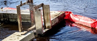 Rekordmånga aspar väntas i Fyrisån