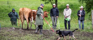 Internationell vallhundsträning