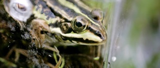 Planer för nytt naturreservat