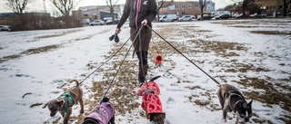 Sjuka hundar importeras och säljs från Uppsala