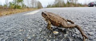 Tidig paddvandring på dödens väg