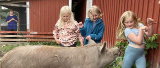 Djurmys och dramatik på sommarlägret